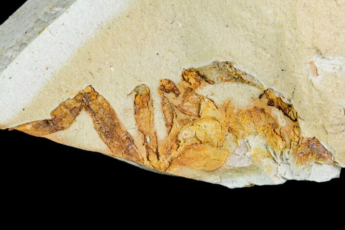 Partial Fossil Pea Crab (Pinnixa) From California - Miocene #105042